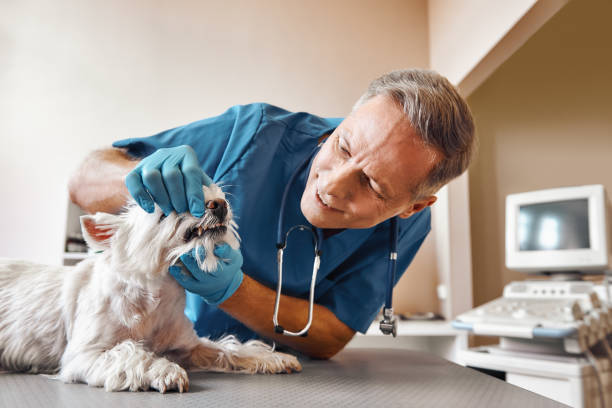 Best Emergency Denture Repair in Buena, NJ